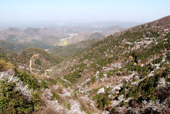 山上櫻花，山下油菜.jpg