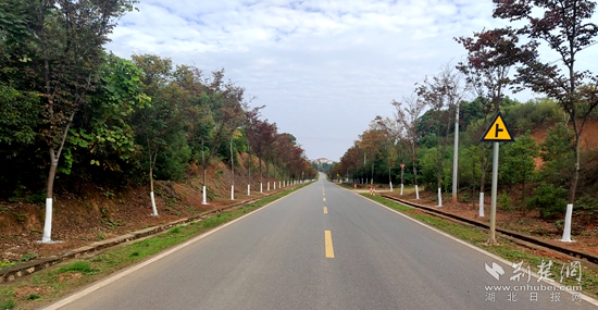 咸安公路行道樹(shù).jpg