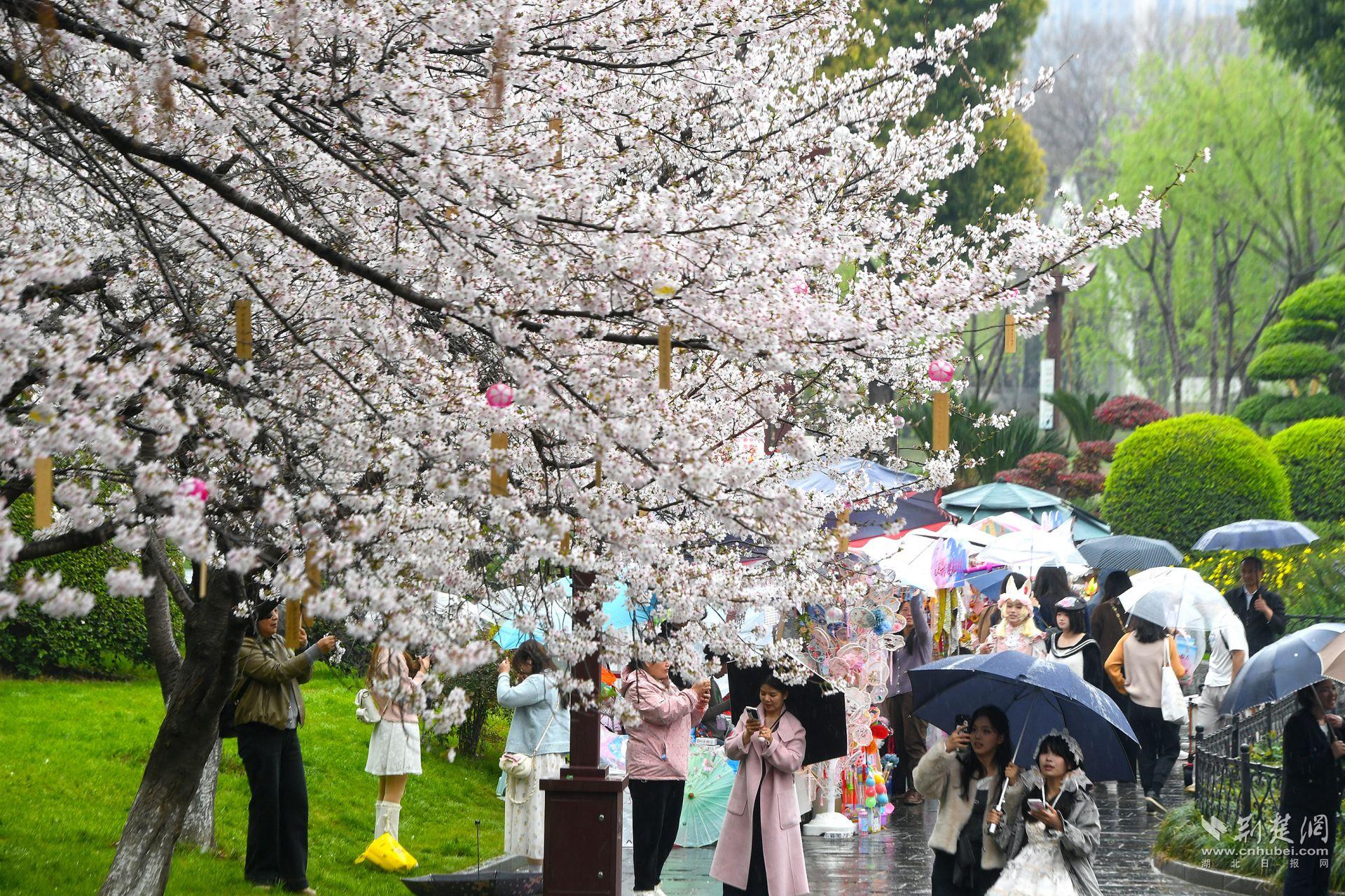 市民在堤角公園雨中賞櫻，1300余株櫻花按花期分為早、中、晚三期，紅粉白綠四色交織，花期可持續(xù)至四月上旬，游客總能找到心頭好.j