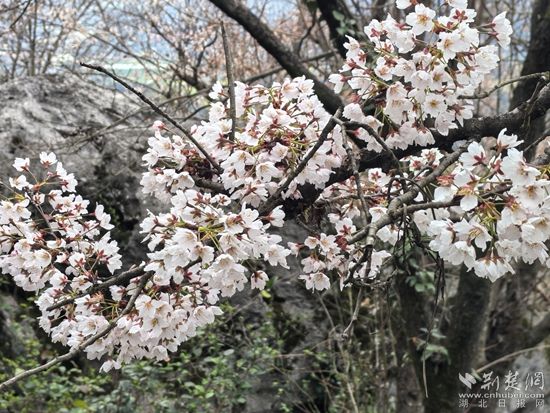 花樣經濟 咸安.jpg.jpg